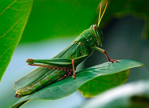 Read more about the article Locust is Halal