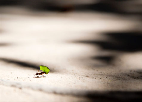 Read more about the article Killing Ants